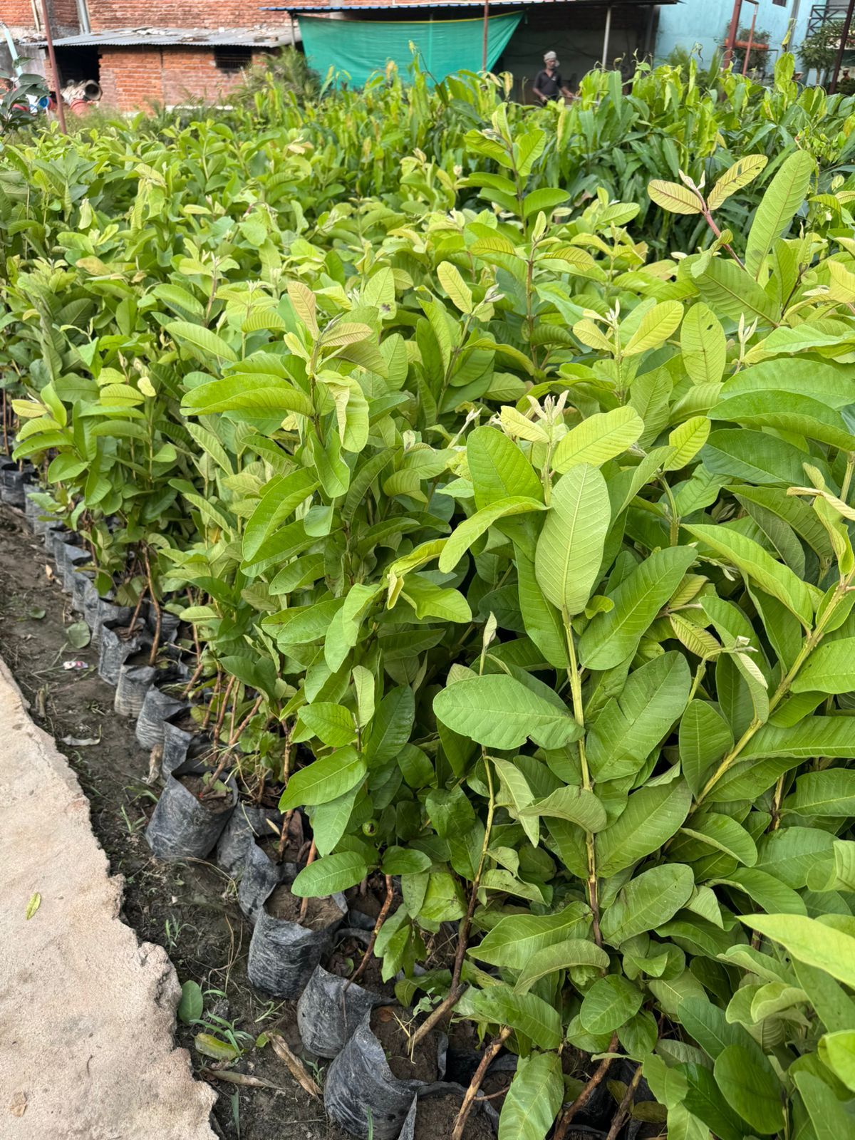 WhatsApp Image 2025-07-29 at 7.22.42 PM